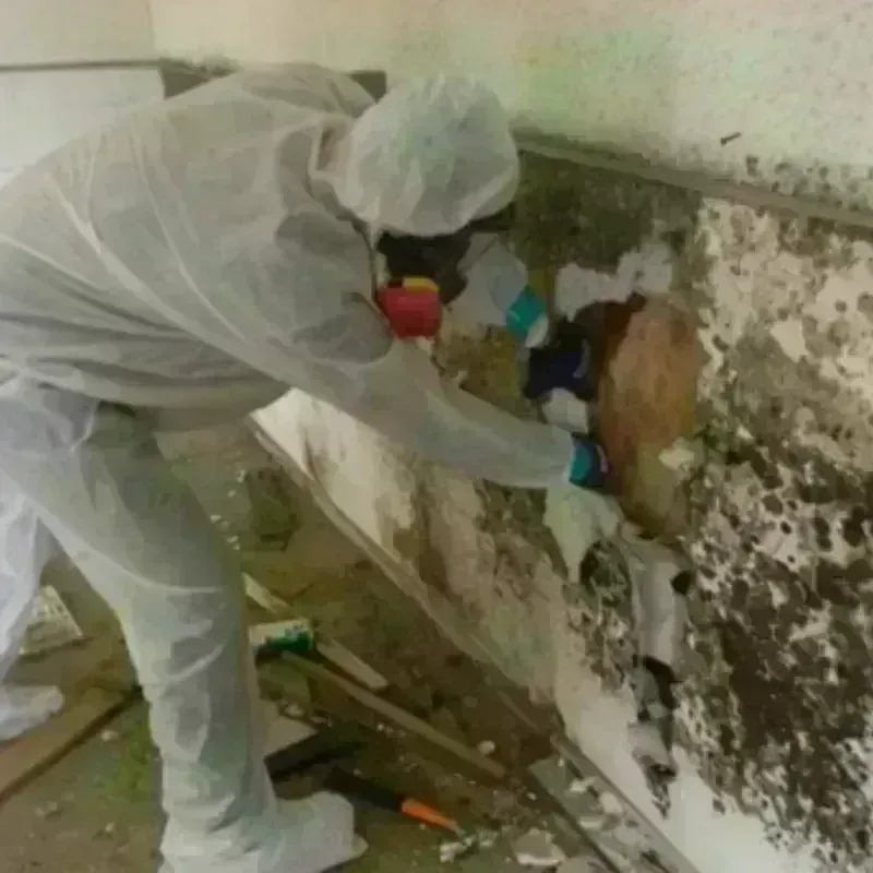 Mold Remediation and Removal in New Rockford, ND